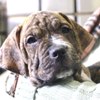 State of the State in Animal Rescue